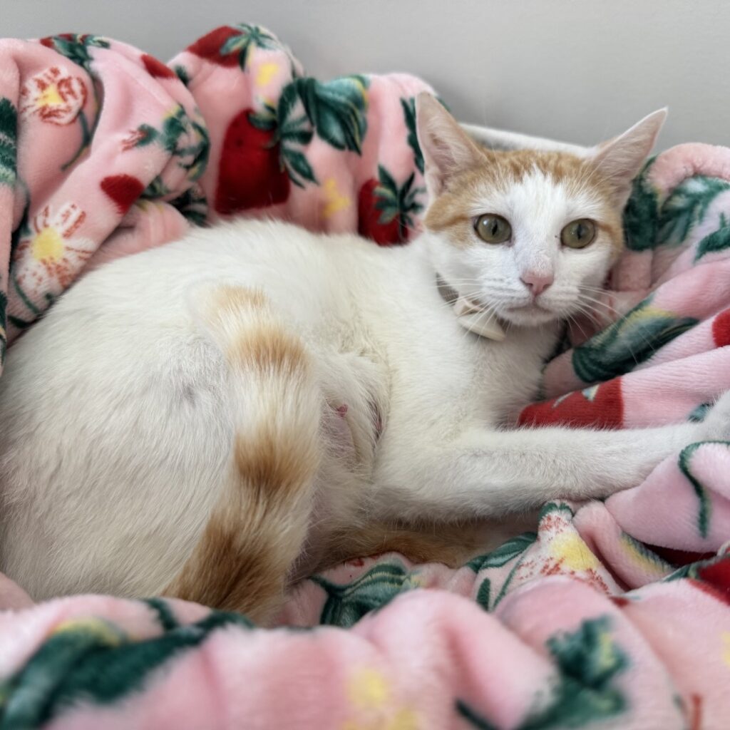 ginger cat, female cat, adoptable