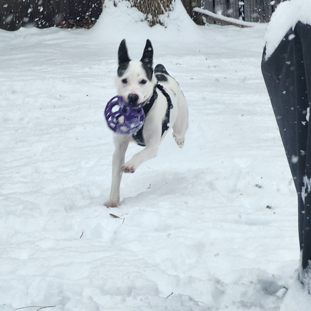 dog playing in the snow
