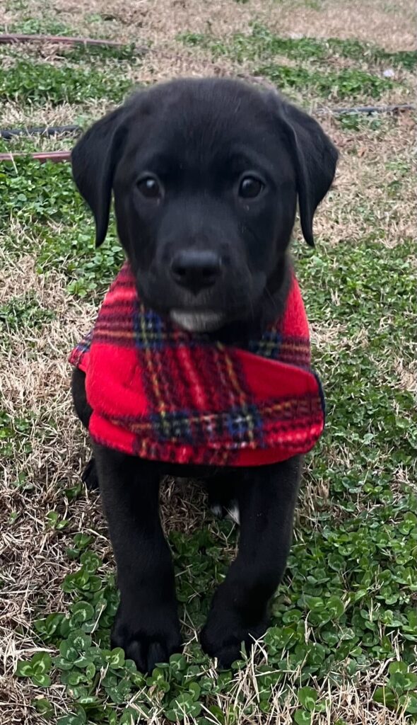 black puppy