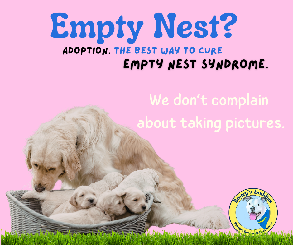 empty nest is not just for humans