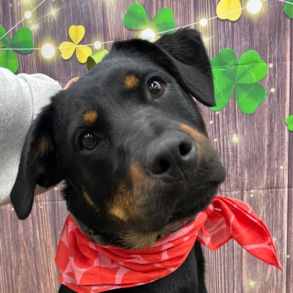 Nova, a black and tan rescue puppy wearing a red bandana